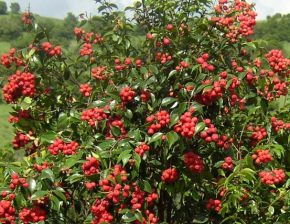 rainberry-fruit-trees